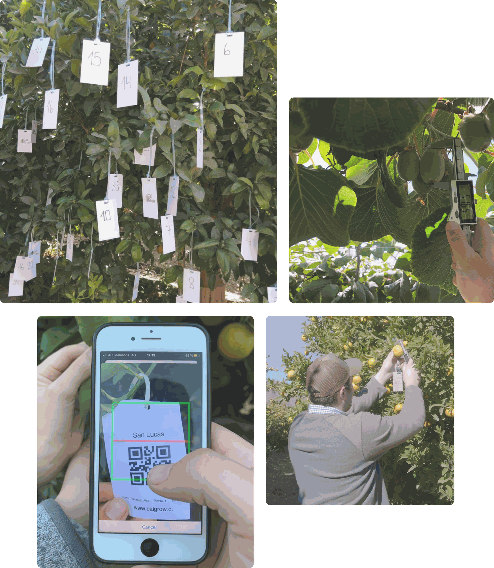 CalGrow Aumenta la calidad de tu producción agrícola